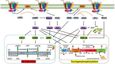Understanding How Physical Exercise Improves Alzheimer’s Disease: Cholinergic and Monoaminergic Systems